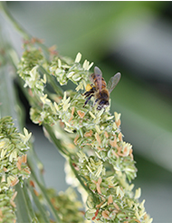 Scientists Say Agriculture Benefits Honey Bees